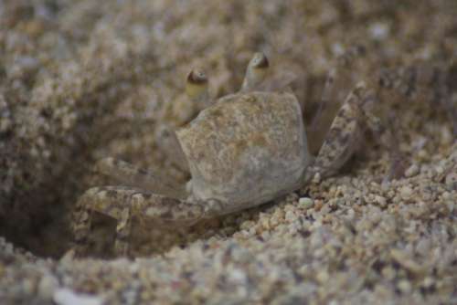 Sand crab Beach Mole crab Hippoidea Crustacea