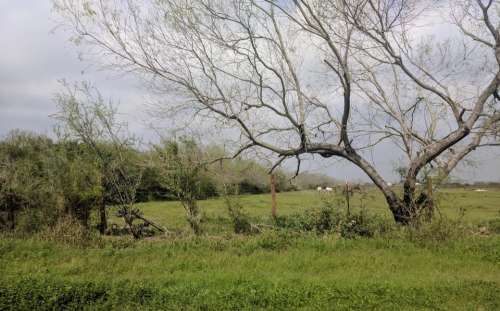 tree field overcast dormant