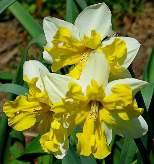 daffodil narcissus bulb flower spring