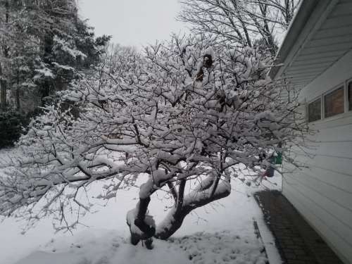 Tree winter snow cold
