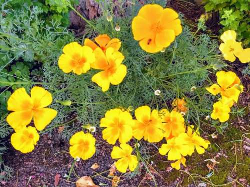 marigolds flowers orange yellow garden