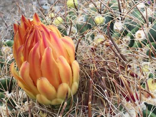 cactus blossom flower barrel bloom