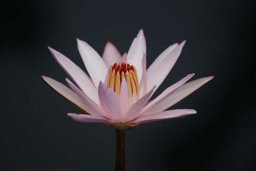 #water lily #ilies #flower  #Lotus