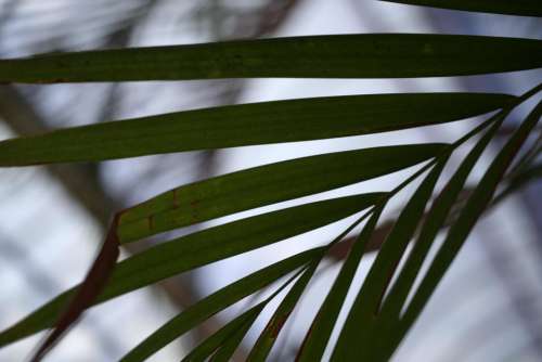 palms fronds plant 