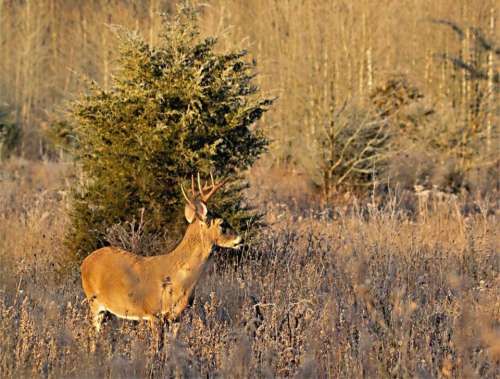 Deer buck wildlife nature hunting 