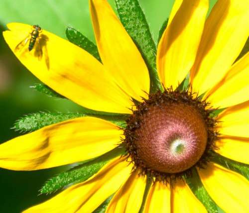 Daisy fly yellow flower