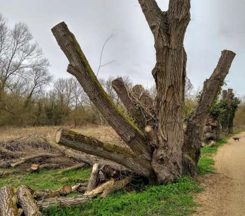 tree trunks pollarded willow safety