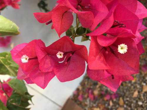 bougainvillea red flowers bract three in a row