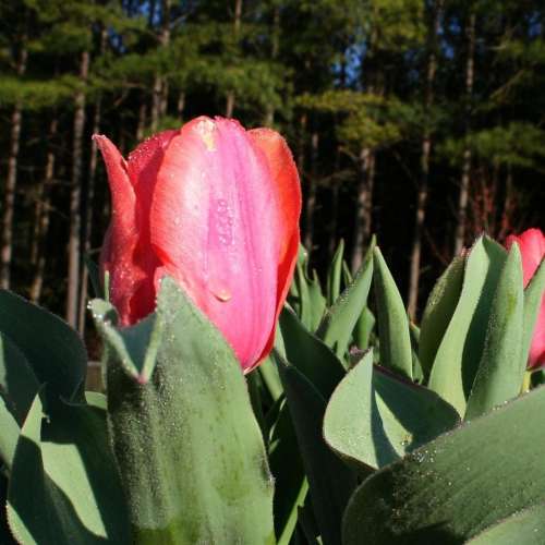 #tulips #colorfultulips #springflowers  