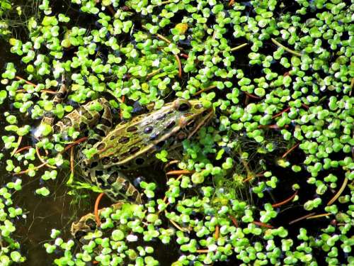 #animals frog amphibian nature swamp 