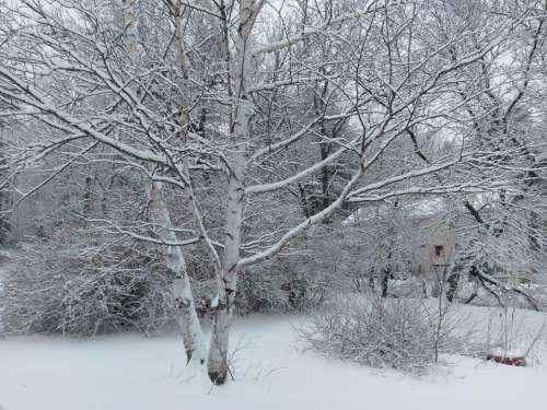 Snow trees winter birch white birch