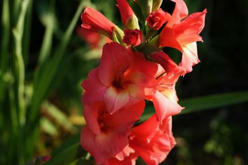#Gladiolus#Flowers#Flower Photography red gladiola