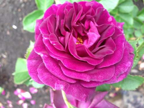 rose purple single flower