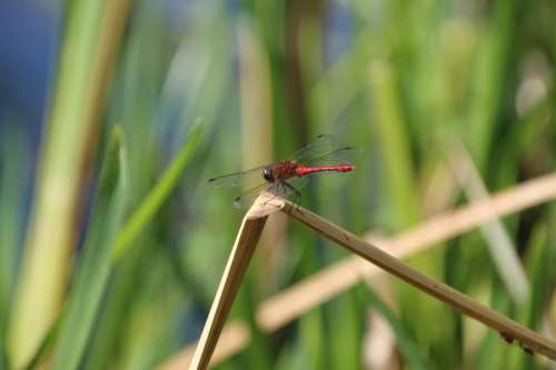 Dragonfly insect red #insect #dragonfly