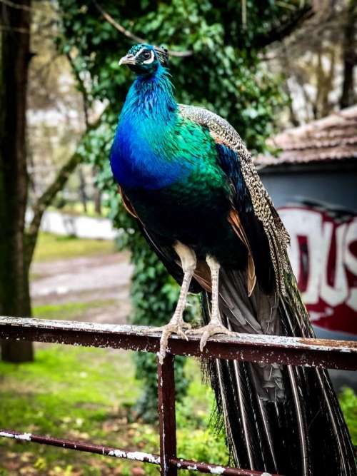 Peacock bird 