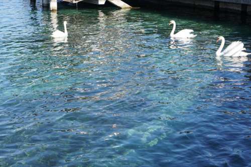 mute swan fowl waterfowl bird