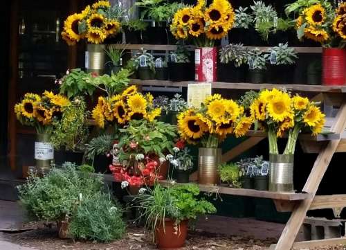 Flowers flower stand sunflower Morning Glory Farms