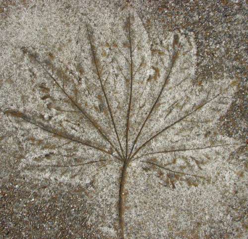 fern leaf silhouette impression outline