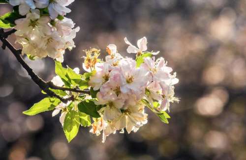 apple flower background blur garden