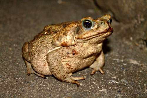 amphibian frog toad