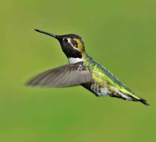 male annas hummingbird bird