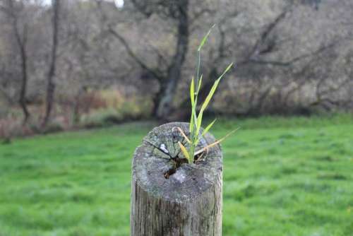 stump grass odd survival
