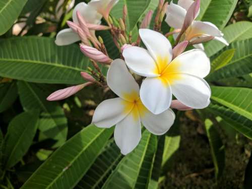 nature flower white #flower-cluster