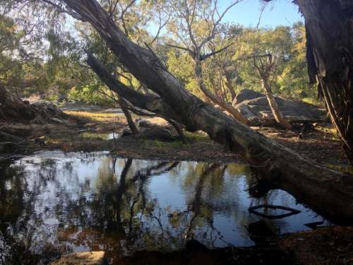 Tree nature lake water 