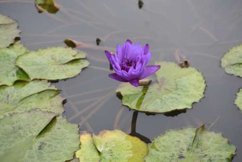 water lily pad purple flora