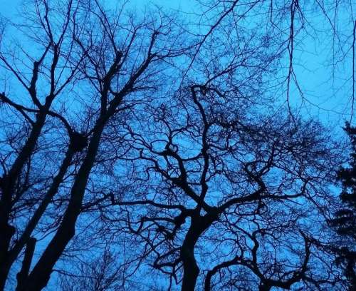 dusk tree branches night sky