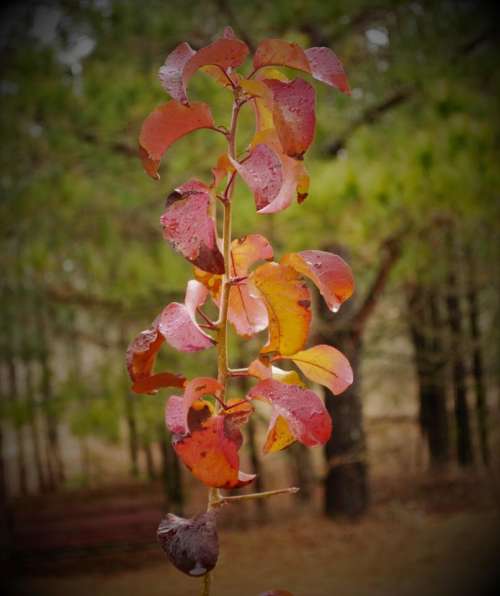 Rainy Raindrop Branch Twig Red