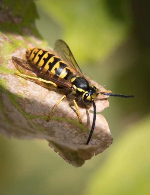 Yellow Jacket Wasp Insect Flying Insect 