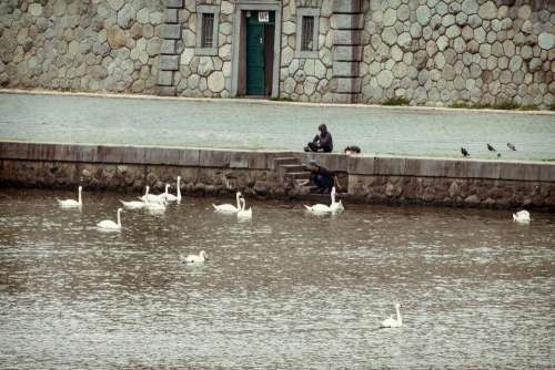 vintage swan river prague water