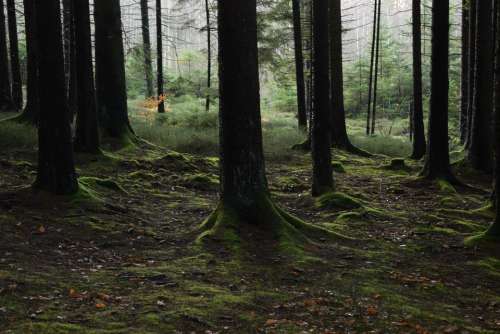 landscape treescape forest wood woodland