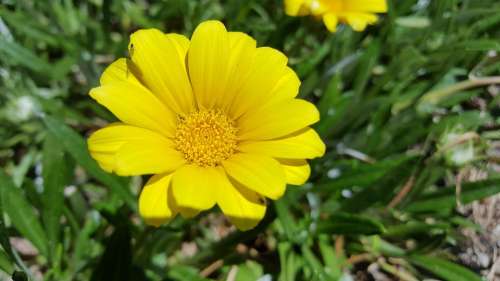 yellow flower close-up nature springtime