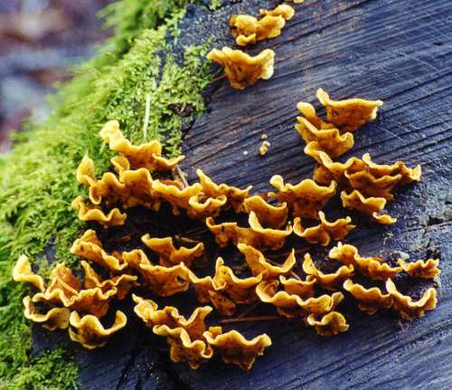 fungus turkeytail mushroom gold tree
