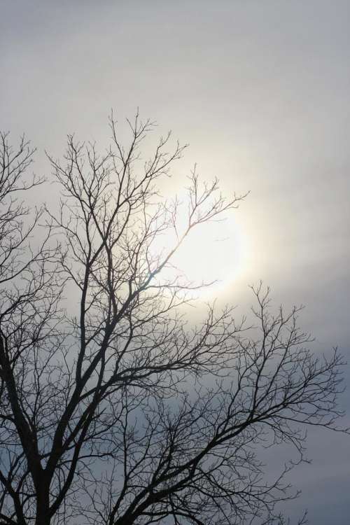 sky overcast winter sun tree