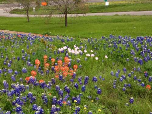 Field of wildflowers wild flower flowers floral garden