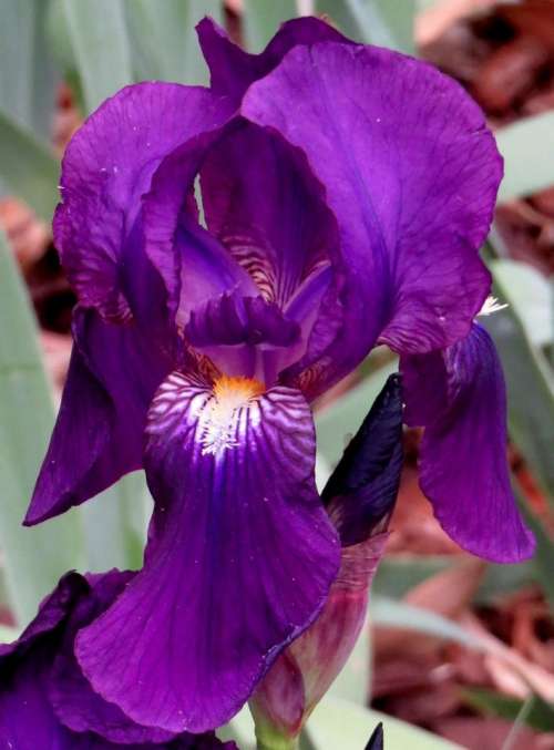 iris bearded iris purple violet flower