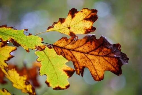 leaves autumn fall #autumnleaves