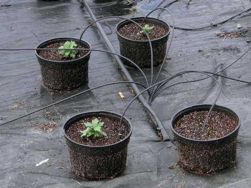 plants nursery irrigation flower pot hoses