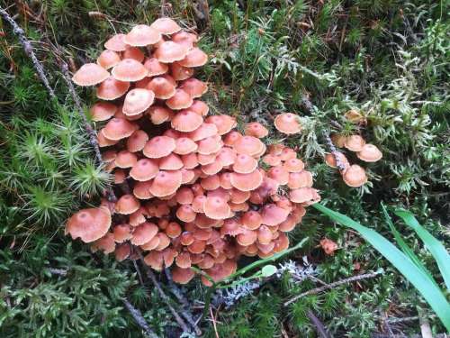 fungus fungi mushroom toadstool mold