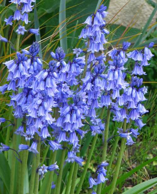 Blue flowers flowers garden 