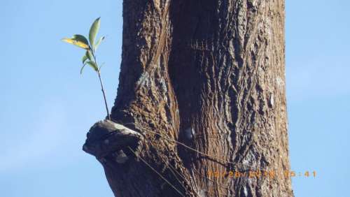 Takhian tree trunk bark texture