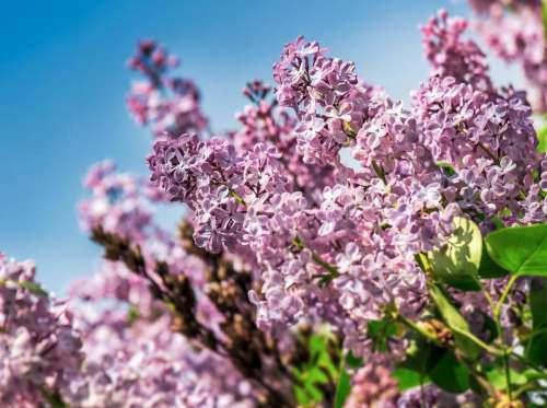 lilac flower closeup springtime background