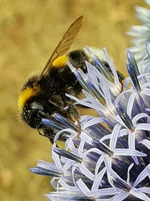 Bee bumblebee flower pollrn nature