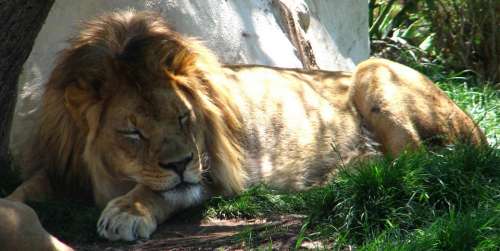 lion male feline sleeping dozing