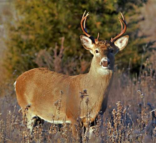Deer buck wildlife nature
