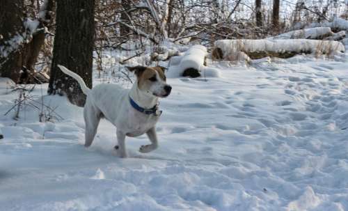 winter snow dog pet animal