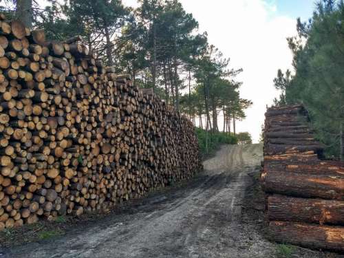 Lumber timber logs stack woods